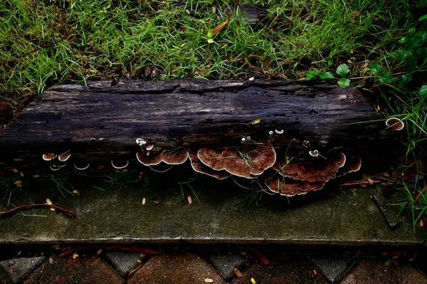 stock image Closeup of Many colorful mushrooms layered up arranged on a tree stump inside the garden with natural background at Thailand.