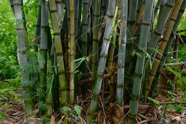 stock image Closeup of Many large bamboo trunks up in a beautiful lush green forest with natural background at Thailand.