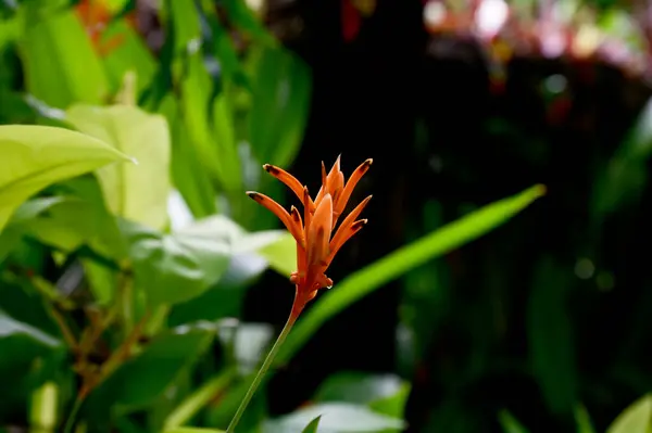 stock image Blooming Heliconia rostrata (Hanging Heliconia, Lobster Claw or false bird-of-paradise) flower with green leaf background. Concept of beautiful flowers of Thailand. 