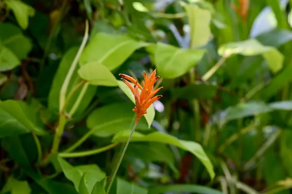 stock image Blooming Heliconia rostrata (Hanging Heliconia, Lobster Claw or false bird-of-paradise) flower with green leaf background. Concept of beautiful flowers of Thailand. 