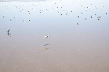Deniz kıyısına karşı martı portresi. Köprünün kenarında oturan kuş martısının yakın görüntüsü. Doğal mavi arka planı olan vahşi bir martı. Martı uçmak üzere..