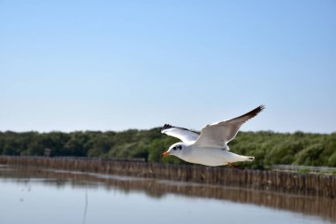 Deniz kıyısına karşı martı portresi. Köprünün kenarında oturan kuş martısının yakın görüntüsü. Doğal mavi arka planı olan vahşi bir martı. Martı uçmak üzere..