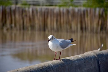 Deniz kıyısına karşı martı portresi. Köprünün kenarında oturan kuş martısının yakın görüntüsü. Doğal mavi arka planı olan vahşi bir martı. Martı uçmak üzere..