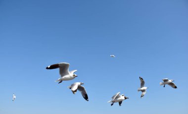 Deniz kıyısına karşı martı portresi. Köprünün kenarında oturan kuş martısının yakın görüntüsü. Doğal mavi arka planı olan vahşi bir martı. Martı uçmak üzere..