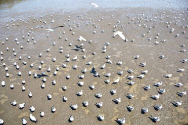 Views of Many seagulls were searching for food on the surface of the water and mud on the sea with natural background in Thailand. clipart