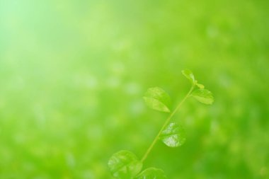 Ormandaki bulanık yeşil arka plandaki yeşil yaprağın doğaya bakışı. Harflere yer bırak, yaprak ve yüzeysel alan derinliğine odaklan..