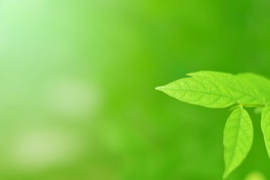 Ormandaki bulanık yeşil arka plandaki yeşil yaprağın doğaya bakışı. Harflere yer bırak, yaprak ve yüzeysel alan derinliğine odaklan..