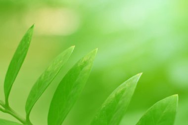 Ormandaki bulanık yeşil arka plandaki yeşil yaprağın doğaya bakışı. Harflere yer bırak, yaprak ve yüzeysel alan derinliğine odaklan..