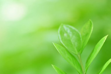 Ormandaki bulanık yeşil arka plandaki yeşil yaprağın doğaya bakışı. Harflere yer bırak, yaprak ve yüzeysel alan derinliğine odaklan..