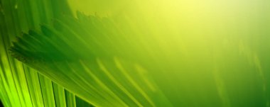 Ormandaki bulanık yeşil arka plandaki yeşil yaprağın doğaya bakışı. Harflere yer bırak, yaprak ve yüzeysel alan derinliğine odaklan..