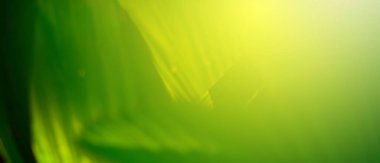 Ormandaki bulanık yeşil arka plandaki yeşil yaprağın doğaya bakışı. Harflere yer bırak, yaprak ve yüzeysel alan derinliğine odaklan..