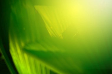 Ormandaki bulanık yeşil arka plandaki yeşil yaprağın doğaya bakışı. Harflere yer bırak, yaprak ve yüzeysel alan derinliğine odaklan..