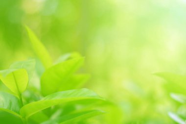 Ormandaki bulanık yeşil arka plandaki yeşil yaprağın doğaya bakışı. Harflere yer bırak, yaprak ve yüzeysel alan derinliğine odaklan..