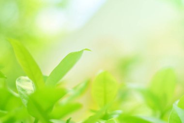 Ormandaki bulanık yeşil arka plandaki yeşil yaprağın doğaya bakışı. Harflere yer bırak, yaprak ve yüzeysel alan derinliğine odaklan..