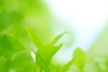 Ormandaki bulanık yeşil arka plandaki yeşil yaprağın doğaya bakışı. Harflere yer bırak, yaprak ve yüzeysel alan derinliğine odaklan..