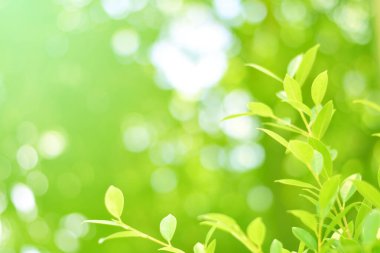 Ormandaki bulanık yeşil arka plandaki yeşil yaprağın doğaya bakışı. Harflere yer bırak, yaprak ve yüzeysel alan derinliğine odaklan..