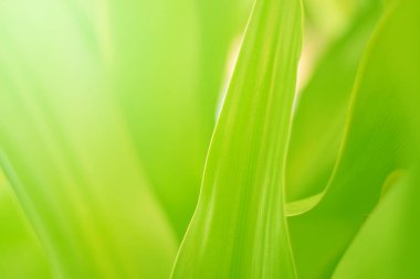 Ormandaki bulanık yeşil arka plandaki yeşil yaprağın doğaya bakışı. Harflere yer bırak, yaprak ve yüzeysel alan derinliğine odaklan..