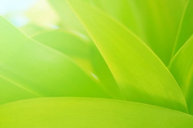 Ormandaki bulanık yeşil arka plandaki yeşil yaprağın doğaya bakışı. Harflere yer bırak, yaprak ve yüzeysel alan derinliğine odaklan..