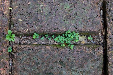 Yeşil Ağaç Sarmaşığı 'nın en tepedeki manzarası Tayland' da bahçede doğal bir arka planı var..