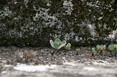 Kalanchoe Millotii (Millot Kalanchoe), Tayland 'da eski bir gri duvarda büyüyen sulu bir çalılıktır..