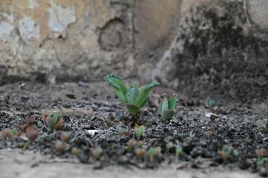 Kalanchoe Millotii (Millot Kalanchoe), Tayland 'da eski bir gri duvarda büyüyen sulu bir çalılıktır..