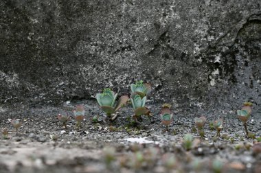 Kalanchoe Millotii (Millot Kalanchoe), Tayland 'da eski bir gri duvarda büyüyen sulu bir çalılıktır..