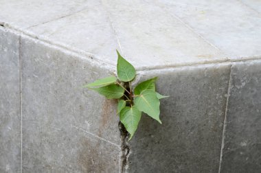 Beyaz duvardaki yeşil dağcı fabrikasını kapatın Tayland 'da doğal konsept seçici odak.