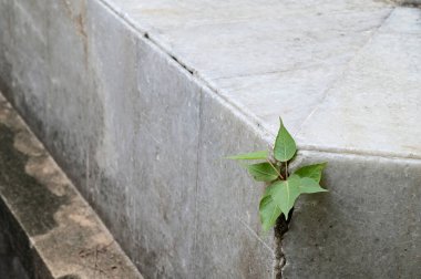 Beyaz duvardaki yeşil dağcı fabrikasını kapatın Tayland 'da doğal konsept seçici odak.