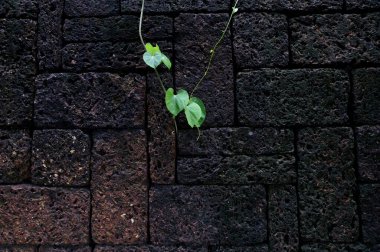 Beyaz duvardaki yeşil dağcı fabrikasını kapatın Tayland 'da doğal konsept seçici odak.