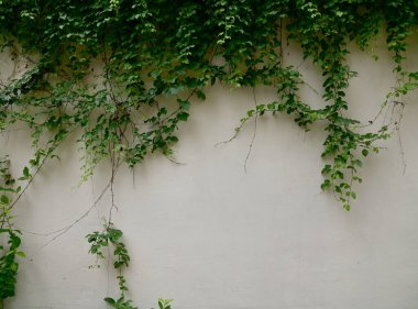 Beyaz duvardaki yeşil dağcı fabrikasını kapatın Tayland 'da doğal konsept seçici odak.