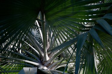 Taze Yeşil Yaprak 'ın yakın plan fotoğrafı. Tayland' da bahçenin arka bahçesinde, bulanık yeşil arka planda. Yaprağa ve alanın sığ derinliğine odaklan.