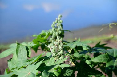 Bahçedeki bulanık arka planda Yeşil Çiçekler 'in doğa görüntüsü. Harflere yer bırak, yaprak ve yüzeysel alan derinliğine odaklan..