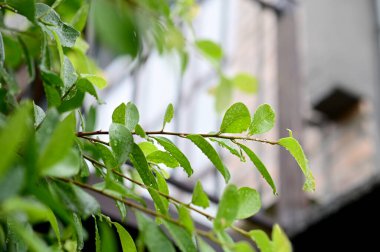 Su Damlalarının yakın plan Yeşil Çim üzerinde çiy ile bulanık arka plan.