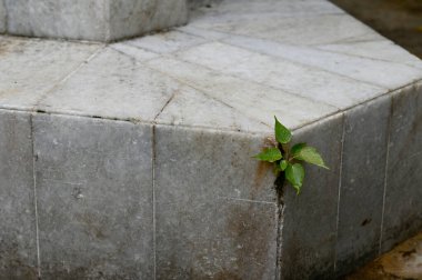 Beyaz duvardaki yeşil dağcı fabrikasını kapatın Tayland 'da doğal konsept seçici odak.
