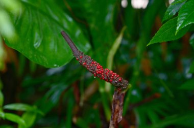 Araceae ailesi (Anthurium schlechtendalii), Tayland 'ın bahçedeki güzel çiçekleri. Yaprağa ve alanın sığ derinliğine odaklan.