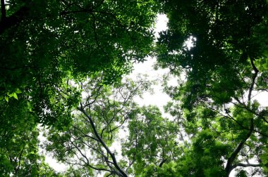 Ağacın altına bak. Küçük yapraklar ve dallar. Mavi gökyüzü arkaplanı üzerinde gölgeli bir ağacın altına yayılmış..