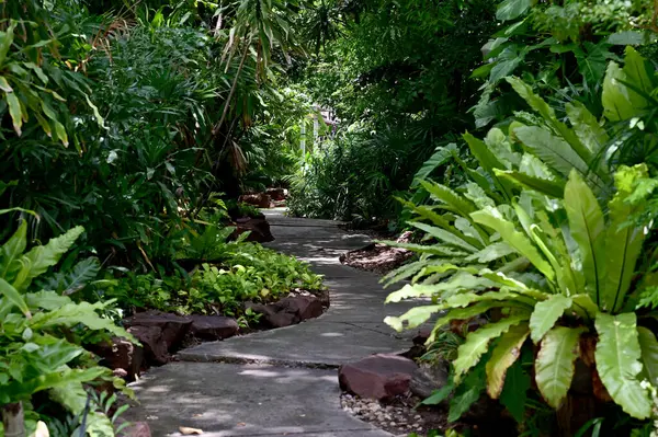 # Yeşil ağaçlarla kaplı gölgeli bir bahçenin güzel rengi # # Sabah ağaçların arasından güneş ışığı doğuyor # # Tayland 'da doğal arka planla #.