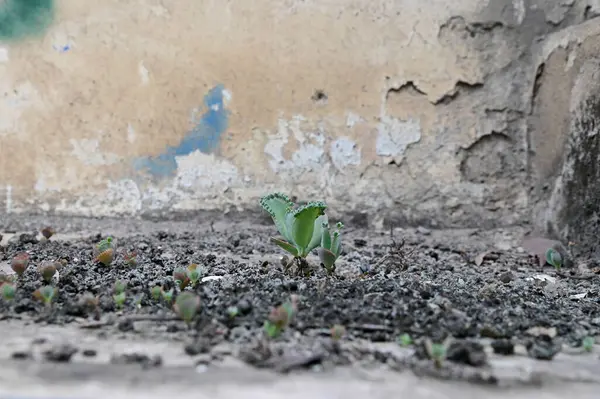 Kalanchoe Millotii (Millot Kalanchoe), Tayland 'da eski bir gri duvarda büyüyen sulu bir çalılıktır..
