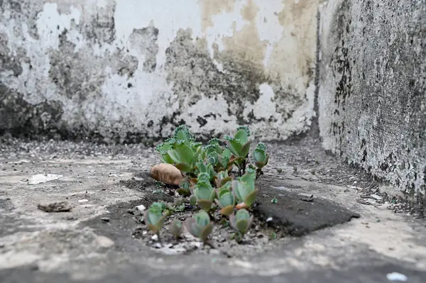Kalanchoe Millotii (Millot Kalanchoe), Tayland 'da eski bir gri duvarda büyüyen sulu bir çalılıktır..