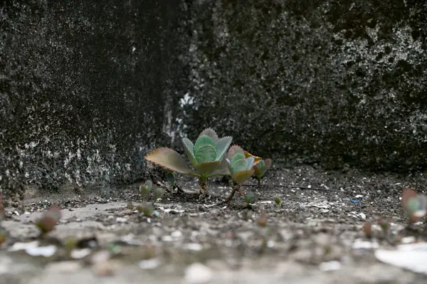 Kalanchoe Millotii (Millot Kalanchoe), Tayland 'da eski bir gri duvarda büyüyen sulu bir çalılıktır..