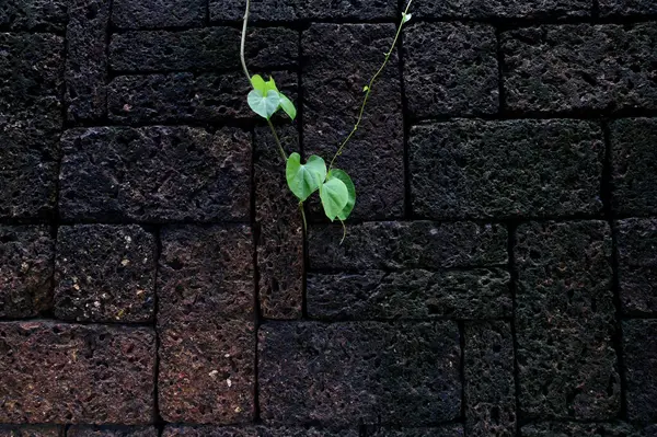 Beyaz duvardaki yeşil dağcı fabrikasını kapatın Tayland 'da doğal konsept seçici odak.