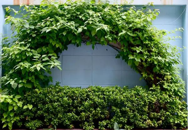 Beyaz duvardaki yeşil dağcı fabrikasını kapatın Tayland 'da doğal konsept seçici odak.