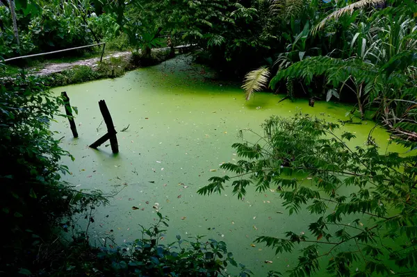 Yeşil Ördek Yosunu 'nun üst Manzarası, Tayland' da arka plan veya doku için suyun üzerinde yüzen küçük yapraklardır..