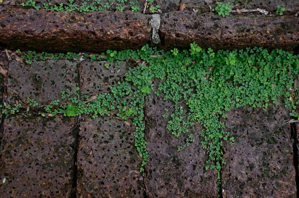 Yeşil Ağaç Sarmaşığı 'nın en tepedeki manzarası Tayland' da bahçede doğal bir arka planı var..