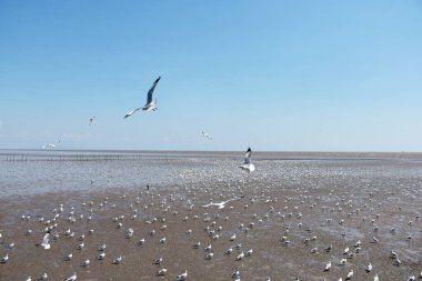 Pek çok martının manzarası, Tayland 'da doğal bir geçmişi olan suyun yüzeyinde yiyecek ve çamur arıyordu..