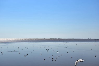 Pek çok martının manzarası, Tayland 'da doğal bir geçmişi olan suyun yüzeyinde yiyecek ve çamur arıyordu..