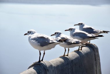 Deniz kıyısına karşı martı portresi. Bangpu Rekreasyon Merkezi, Samut Prakan, Tayland 'daki köprünün kenarında oturan kuş martısının yakın görüntüsü