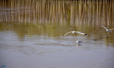 Pek çok martının manzarası, Tayland 'da doğal bir geçmişi olan suyun yüzeyinde yiyecek ve çamur arıyordu..
