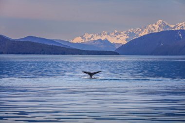 Alaska 'nın muhteşem manzarasının sularında bir balina masalı