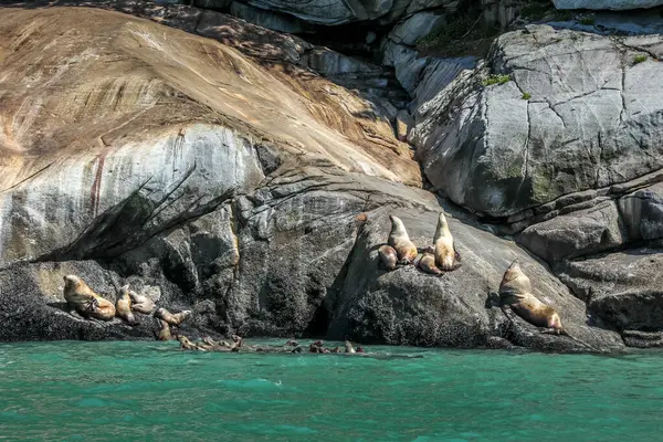 Leuke Zeehonden Rotsen Een Fjord Alaska — Stockfoto